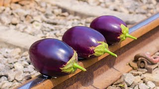 EGGPLANT vs TRAIN Experiment