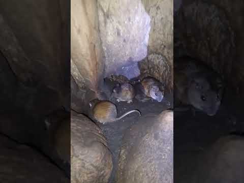 Proechimys trinitatis o Ratón curareque en la cueva del Guacharo , Caripe , Monagas , Venezuela