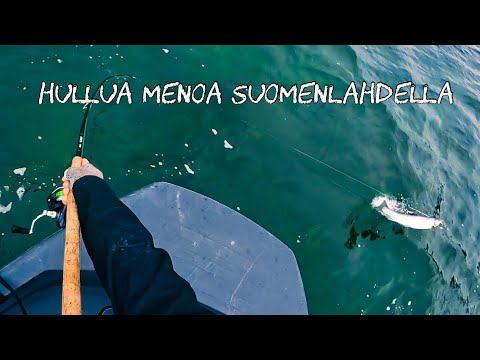 Koko syksyn meritaimenen kalastuskausi (En olisi uskonut, että näin käy)