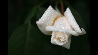 Weisse Rosen aus Athen (Nana Mouskouri) cover by Henry, Yamaha PSR-SX600