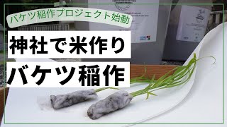 "神社で初めての試み！バケツ稲作プロジェクト始動