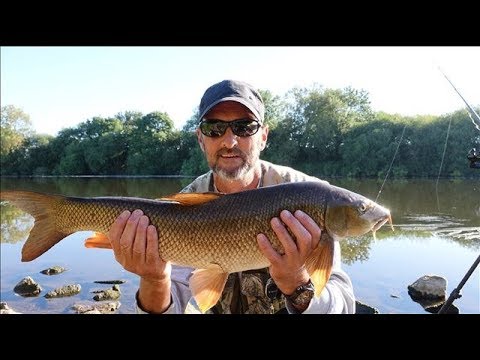 A SUMMERS DAY BARBEL FISHING  25TH JUNE 2018 - VIDEO 68