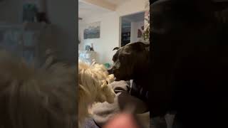 Video preview image #1 Mal-Shi Puppy For Sale in San Francisco, CA, USA