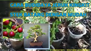 preview picture of video 'Cara buat bibit bonsai bahan jeruk kingkit sistem stek batang'