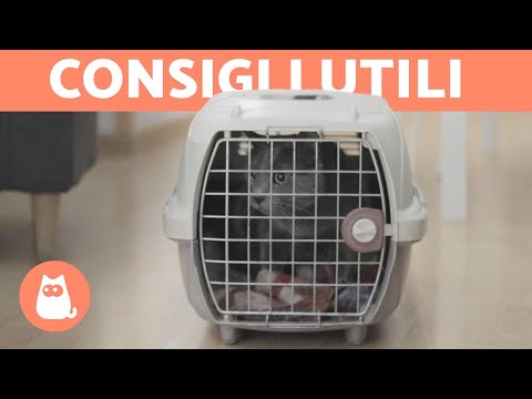 ARRIVO di un GATTO a CASA 🐱 🏠 Quanto tempo ci mette ad adattarsi?