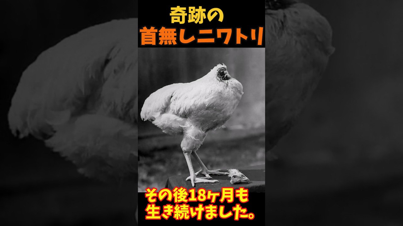 【ゆっくり解説】 奇跡の首無しニワトリ