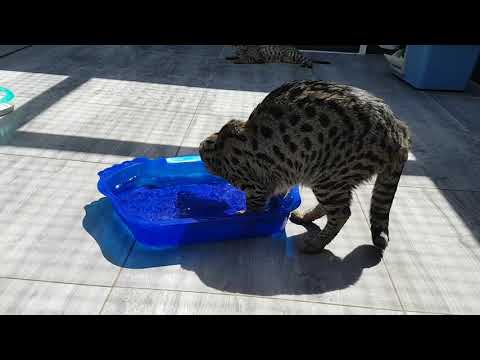 Savannah cats taking a bath on a hot summer day ☀️