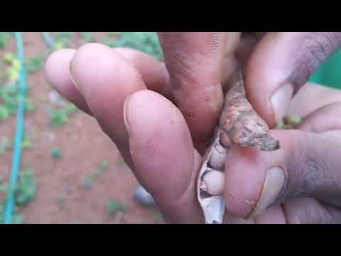 Tuvar Dal or Arhar Dal (Pigeon Pea) @MilkNHoneyFarms