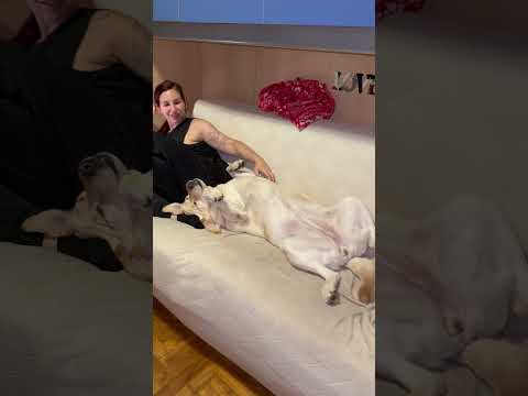 Io e il mio Cane Guida Pancake 😂￼#shortsfeed ￼#sweet