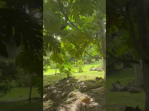 💫💚Colombia tierra querida, en un lugar mágico en Colombia, Rionegro Santander