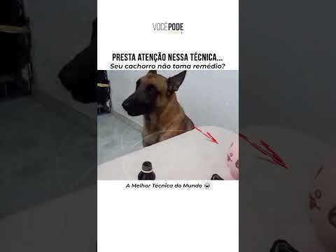 A Melhor Técnica Para Dar Remédio Pro Cachorro!