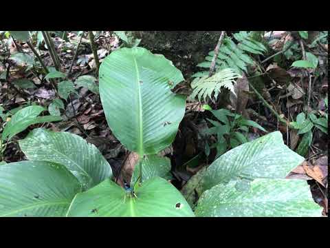 カッシーナフクロウチョウOpsiphanes cassina ナポ・アプヤ 2018/10/29 Apuya Napo, Butterfly of Ecuador
