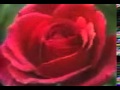 Video Taiwan Yang Heboh