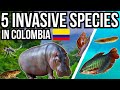 5 Problem Invasive Species In Colombia