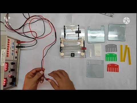 SDS-PAGE (LIVE DEMO)