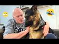 Try Not To Laugh Most Watched Funny Dog Videos Compilation 37