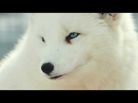 The Arctic Foxes