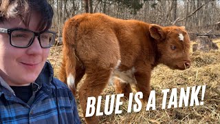 BIG BABY BLUE!!! @DossFarm