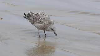 amazing cute lovely birds #1