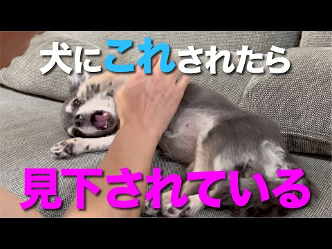 犬を呼んで服従させるための6つのテクニック