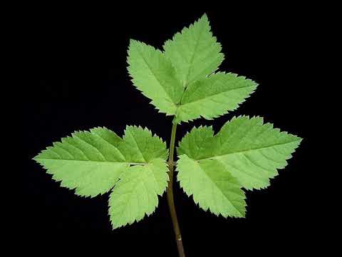 Ecologist Party of Mali | Wikipedia audio article