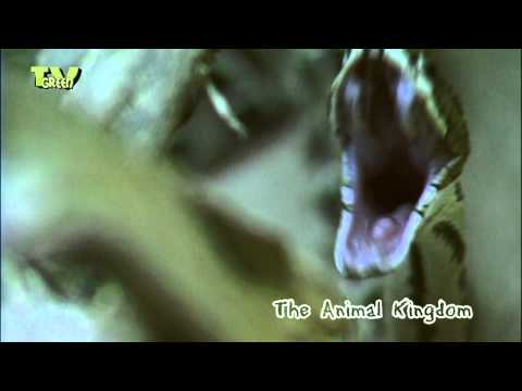 Animal Kingdom - Snakes - Slangen #03