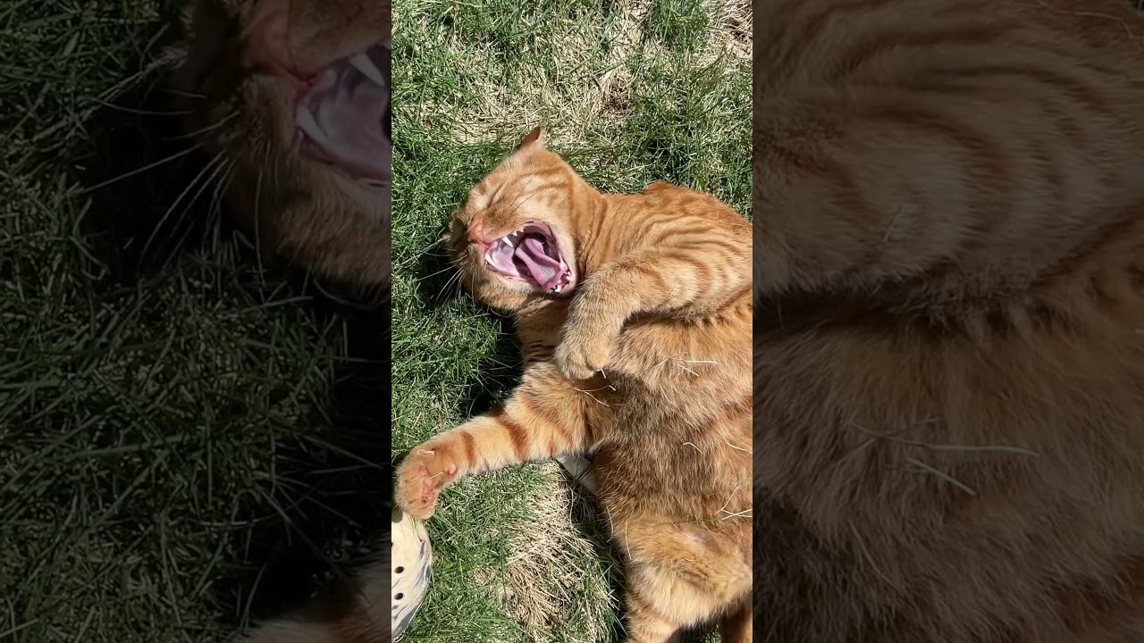 Sammy has big yawns! #cute #cat #yawn #bellyrubs #fatcats #best #love