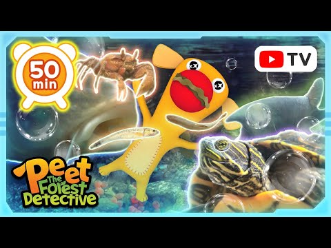 Underwater Wonders: Aquatic Life Explored | Peet The Forest Detective