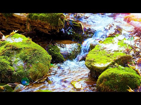 Beautiful Relaxing Music with Water Sounds: Music For Sleeping, Meditation Music, Gentle Stream Video