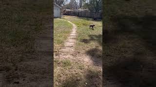 Video preview image #1 Mutt Puppy For Sale in Orlando, FL, USA