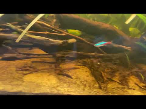 Rio Atabapo Uferzone Biotope 😎🍂🍂