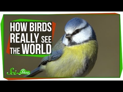 YouTube video about: How birds see the world far side?