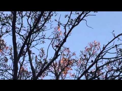 Arkansas birds in a tree noisy bird sounds autumn fall 2015
