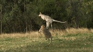 animales pelea entre dos canguros