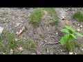 Yard Infested with Ants in Lakehurst, NJ