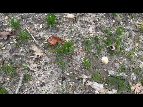 Yard Infested with Ants in Lakehurst, NJ