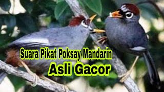 Download lagu SUARA PIKAT POKSAY MANDARIN ASLI RIBUT & GACOR mp3 Download lagu SUARA PIKAT POKSAY MANDARIN ASLI RIBUT & GACOR mp3