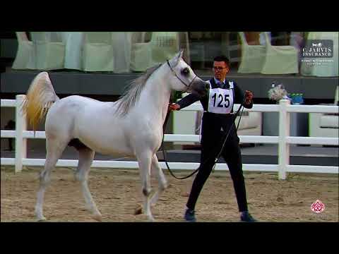 N 125 FOUZAAN AL SHAJER   Kuwait International Egyptian Event 2023   Colts 3 Years Old Class 6