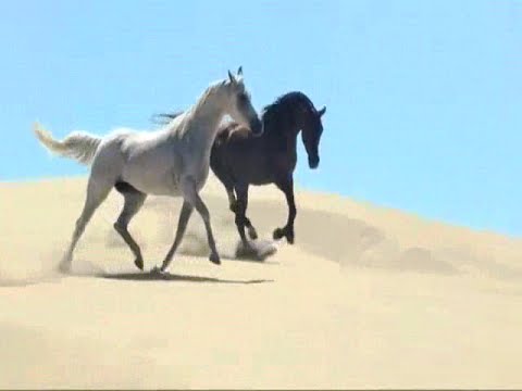 Visual Tribute to Ennio Morricone & Alessandro Alessandroni