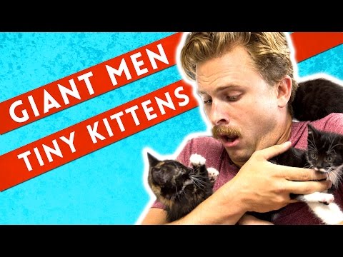 Giant Men Meet Tiny Kittens