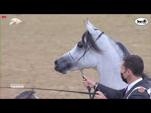 N 162 HASSAN AL WAAB   9th Qatar National AHS for Individual Owners   Colts 2 Years Old Class 5A