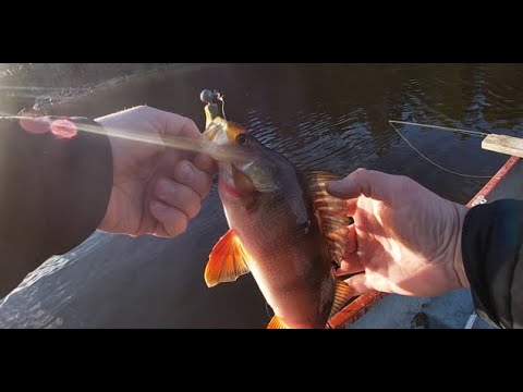 Uudella Järvellä Ahvenen SyysKalastusta