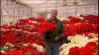 Paul Ecke Ranch Sells Poinsettias - America