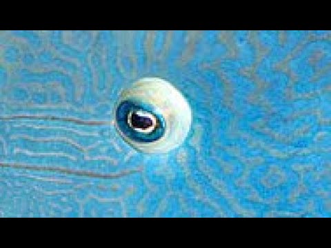 Scarlet castle - singles