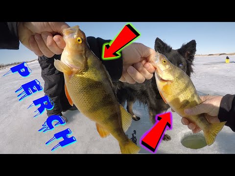 THIN ICE / Ice Fishing PERCH / Last Adventure And Get A Giant Fish!