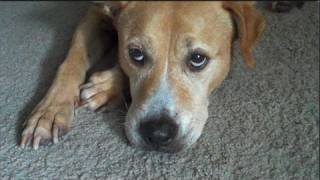 DOGGY STYLE 2011 - 31 Friends #13: Da Buddy