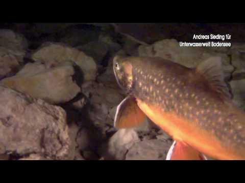 Seesaiblinge im Überlinger See, Bodensee,Überlinger See,Baden Württemberg,Deutschland