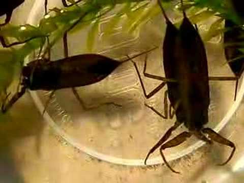 Amazing Insects Vol.3, No.1: Water Scorpion 01
