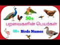 50 Bird Names In Tamil And English Learn Common Birds In Both Languages Kids Learning Birds Name