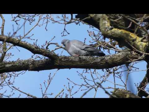 Stock dove in Sydenham Hill Wood